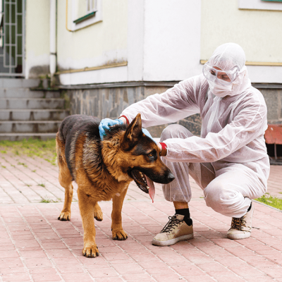 Pet Safe Pest Control-min