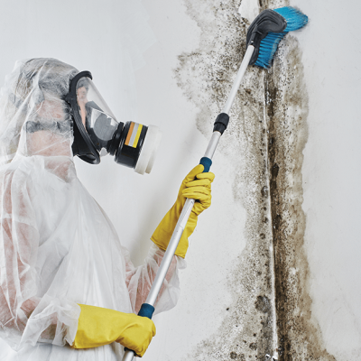 How to treat Fungal infected Walls and Wood-min