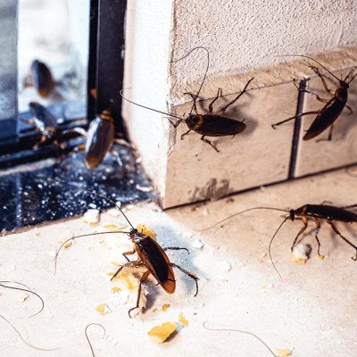 Which the best season for Cockroach control-min
